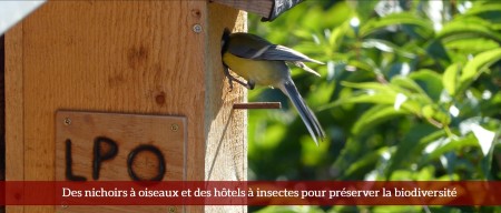 Des nichoirs à oiseaux